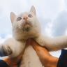 1年ほど前から家に来るようになった白い野良猫→少しずつ仲良くなった結果…心温まる瞬間が220万再生「幸せをありがとう」「良かったね」