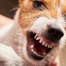 犬が『今は触ってほしくない』と思っている時のサイン4選　やるべきではないNG行為と取るべき対応とは