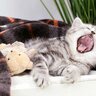 猫が『あくび』をする理由4選　リラックスしているときばかりではない？
