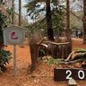 北区・森林植物園に『正月飾り・干支飾り』が登場してる。園内の素材を使用