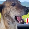 車で実家に行こうとしたら、犬が…まさかの『病院と勘違いして絶望する光景』が3万再生「頼りない表情が好きすぎるｗ」「鳴き声可愛い」と反響