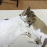 いつまで経っても子どもは子ども　自分より大きな息子猫に毛づくろいするお父さん猫