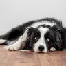 犬が『楽しくない』と思っているときにみせるサイン5選　退屈な時間が長く続くと愛犬にどんな影響をもたらすの？