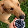 犬の健康に良い食材6つ　含まれている栄養素や愛犬にもたらすメリットとは