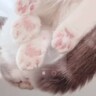 『おててないない』する猫を下から撮影してみたら…あまりにも可愛すぎる『まさかの瞬間』が63万再生「幸せな裏側」「なんて素晴らしい」