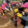 ゆりかご保育園　元気いっぱい「お芋掘り」　鶴巻の畑で