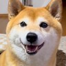 普段は吠えない犬に『ワンって言って』と伝えてみた結果…破壊力が高すぎる『まさかの鳴き声』が242万再生「可愛すぎて苦しい」「天使すぎる」