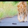 道の真ん中に取り残されたラーテルの赤ちゃん　見つけたライオンの反応は？（南ア）