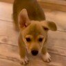 保健所で怯えていた野犬の赤ちゃんに『一生の家族』が決まり…『旅立ちの瞬間』に涙が止まらないと38万再生「感動した」「本当にありがとう」