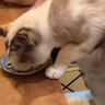 他の猫と一緒に食べるのが不満そうな猫→『一緒に食べる？』と誘ったら…素敵すぎる光景が54万再生「違和感ないｗ」「一緒がいいよね」