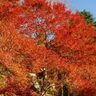 六甲高山植物園で『六甲山の紅葉』が見頃です。ピークは11月上旬まで、夜はライトアップも