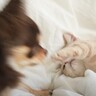 犬が『突然の猫パンチ』を食らった結果…まさかの『驚き方』が可愛すぎると爆笑する人続出「瞬間の顔がｗｗ」「ビビり加減がなんともｗ」