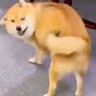 いつも塩対応な犬が『大好きなおじいちゃんおばあちゃんと再会した』結果→180度違う『まさかの態度』が16万再生「大興奮ｗ」「純粋すぎる」