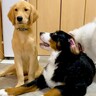 1頭の大型犬が『もう1頭の大型犬にイタズラをした』結果…予想とは違った『まさかの反応』が18万再生「自由過ぎるｗ」「可愛すぎ」と反響