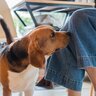 犬が帰ってきた飼い主のにおいを確認する理由4つ　チェックしてくる心理や対処法をご紹介