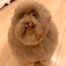普段はフワフワの犬をシャンプーした結果…想像とは違う『長老感が溢れすぎている姿』に6万いいね「新種の生き物？ｗ」「神様みたい」と反響