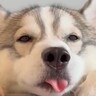 眠たそうにしている大型犬の『口元』を観察した結果…ずっと見ていたい『愛おしすぎる仕草』が186万表示「めちゃ可愛い」「音が最高」と絶賛