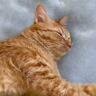 猫が『毎日早朝に起こしてくる』ので、仕返ししてみた結果…まさかの光景が面白すぎると131万再生「人みたいな反応ｗ」「吹いた」