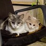 『2度にわたって子猫を置いていった母猫』をようやく保護…約半年後の『変化』が泣けると38万再生「素晴らしい」「愛情は伝わるんだね」