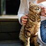 猫の腫瘍、『悪性』と『良性』はどこが違う？見分けるための5つの特徴