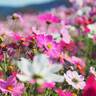 【9/7～】世羅町の花の駅せらで「秋の花まつり」開催！期間限定で雲海とコスモスを望む早朝開園も