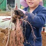 大きな芋に大歓声　キッズフォレ園児が収穫