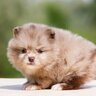 子犬でいられるのは何歳まで？成犬になる判断基準から必要な生活の変化まで