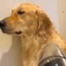 『お風呂が嫌いすぎる大型犬』を洗った結果…地獄のバスタイムで見せた『絶望する光景』が1万再生「最期の姿が…ｗ」「イヤなものはイヤだよね」
