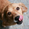 犬が家の床を舐めてしまうのはなぜ？３つの主な原因と知っておくべき対策方法をご紹介