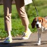 犬との『日中の散歩』危険な時期はいつから？気温が上がり始める季節で注意すべきこと