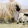 【滋賀】黒×白がかわいい！羊の赤ちゃんがローザンベリー多和田で誕生