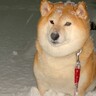 大雪が降る中、犬の散歩に出かけた結果…絶望的すぎる『帰りたくない病を発症する光景』が37万再生「お察しします…ｗ」「開き直りで草」