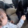 赤ちゃんが大型犬におやつを食べさせようとしたら、手を噛まないように…あまりにも優しい行動が10万再生「尊すぎて泣ける」「全員推せる」