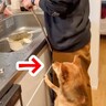 ゴボウの調理中『犬が手伝ってくれている』と思ったら…完全に想定外だった『まさかの行動』が113万再生「なぜか捗るｗ」「可愛すぎ」と反響
