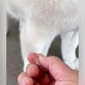 『犬の毛を優しく引っ張っただけ』なのに…想像以上だった『絶望の始まり』が461万表示「クセになるｗ」「無限に取れるよね」と反響