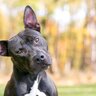 犬が耳を動かしているときの心理6つ　感情が表れる仕草から愛犬の気持ちを読み取ろう