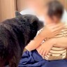 犬が『赤ちゃんの育児に参加』した結果…「私より出来てるｗ」「予知すごすぎ」子育てに向きすぎている『保護者目線の行動』が77万再生