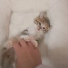 子猫のお腹を『くすぐってみた』結果…まさかの動きが反則級に可愛すぎると悶絶する人続出「かわいいの言葉しかない」「何回でも見れる」