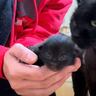 野良猫が産んだ生後５日目の子猫をこっそり抱っこしたら…予想もしてなかった『まさかの展開』が145万再生「感動した」「ジーンと来るね」