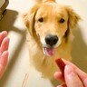『おやつを投げるフリ』をしたら、大型犬が…ブチギレながらの『まさかの対処法』が87万再生「食べ物の恨みは怖い…」「怒っていても可愛い」