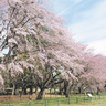 3月下旬～4月下旬が見頃の群馬県前橋市「敷島公園」の桜は、ボートから見る景色にも注目