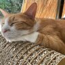 【糸島・芥屋】糸島で猫と触れ合うならココ！心もお腹も満たされる保護猫カフェ「take9」で癒しのひと時を