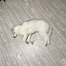 ハスキー犬を洗い、カーペットも洗った結果…すべてを失い『絶望に打ちひしがれる光景』に22万いいね集まる「儚げ」「可愛いだけが残ってるｗ」
