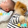 生後2ヵ月の赤ちゃんと一緒に犬が寝ていたら…まさかの『赤ちゃん返りしてしまう光景』が48万再生「赤ちゃんより赤ちゃん」「可愛すぎるｗ」