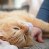 猫が『飼い主さんのそばから離れない』3つの理由　不安なの？対処法もご紹介