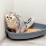 猫はなぜ『ストルバイト結石』ができやすい？2つの理由と症状、予防法など