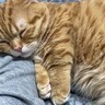 布団に入ってきた猫→飼い主が何気なく『腕』を伸ばしたら…突然訪れた『幸福な光景』に「あごがぁ…」「可愛すぎて正気を保てない」の声