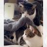 お姉ちゃんを気遣い優しい弟猫が…まさかの"行動"に思わず涙がでてくると364万表示「まるで絵本の世界」「見たことない」と感激の声続出