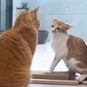 先輩猫にしつこく絡まれた子猫が怒った結果…『可愛すぎる反撃』にメロメロになる人続出「微笑ましい」「可愛くてたまらん」と5万再生