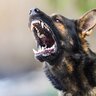 犬から人にうつる『共通感染症』とは？命に関わる可能性も…主な症状や予防法を解説